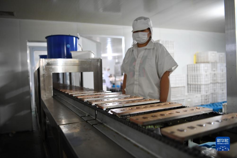 手机打鱼游戏现金